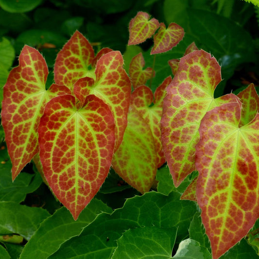 Red Barrenwort: Epimedium rubrum - 1L Pot