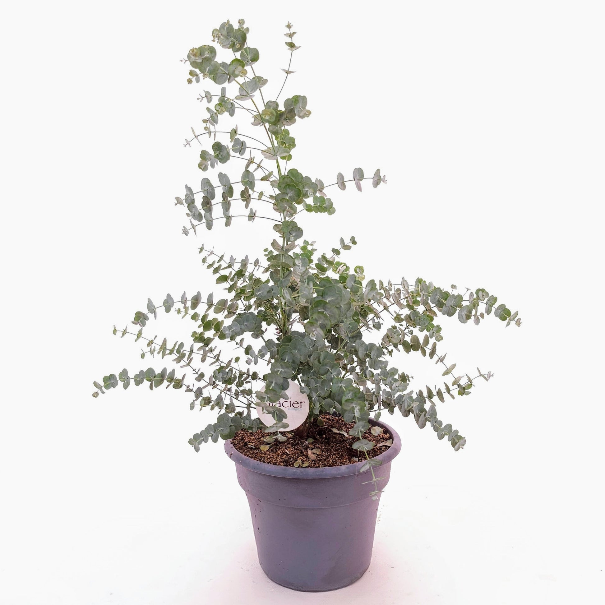 eucalyptus indoor plant for sale Glacier Eucalyptus Gum Tree - 10" Pot