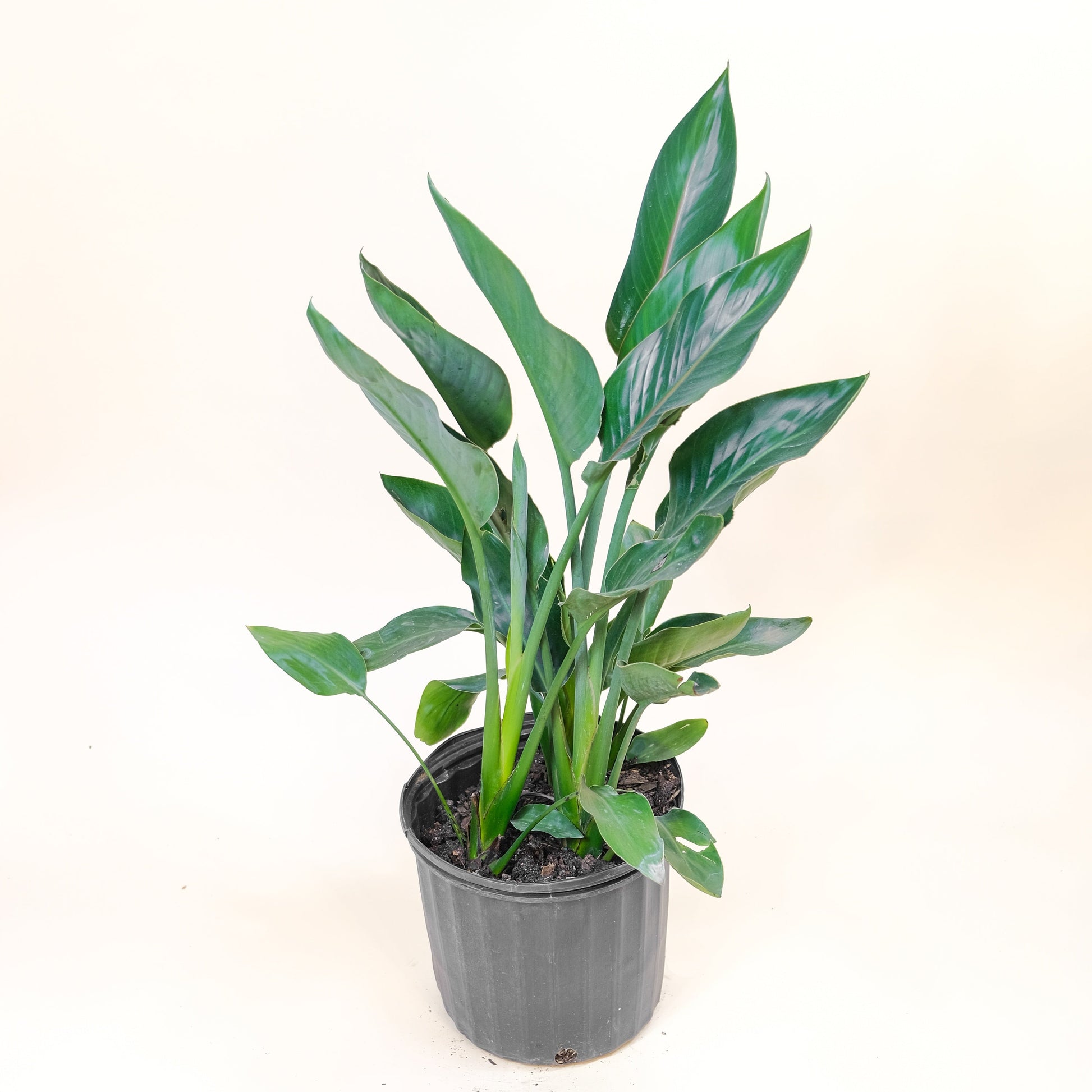 Orange Bird of Paradise, Banana Leaf Plant, Banana Tree (Strelitzia reginae) in a 10 inch pot. Indoor plant for sale by Promise Supply for delivery and pickup in Toronto