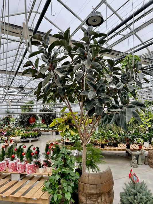 Burgundy Rubber Tree: Ficus elastica - 21 inch pot - 8-9+ foot tall