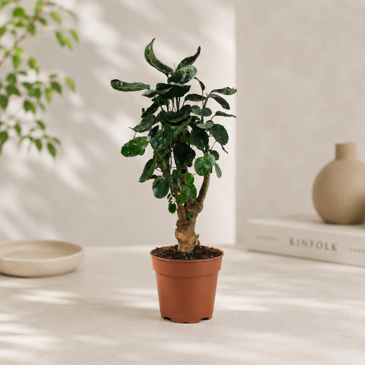 Fabian Aralia: Polyscias scutellaria - 5 inch pot