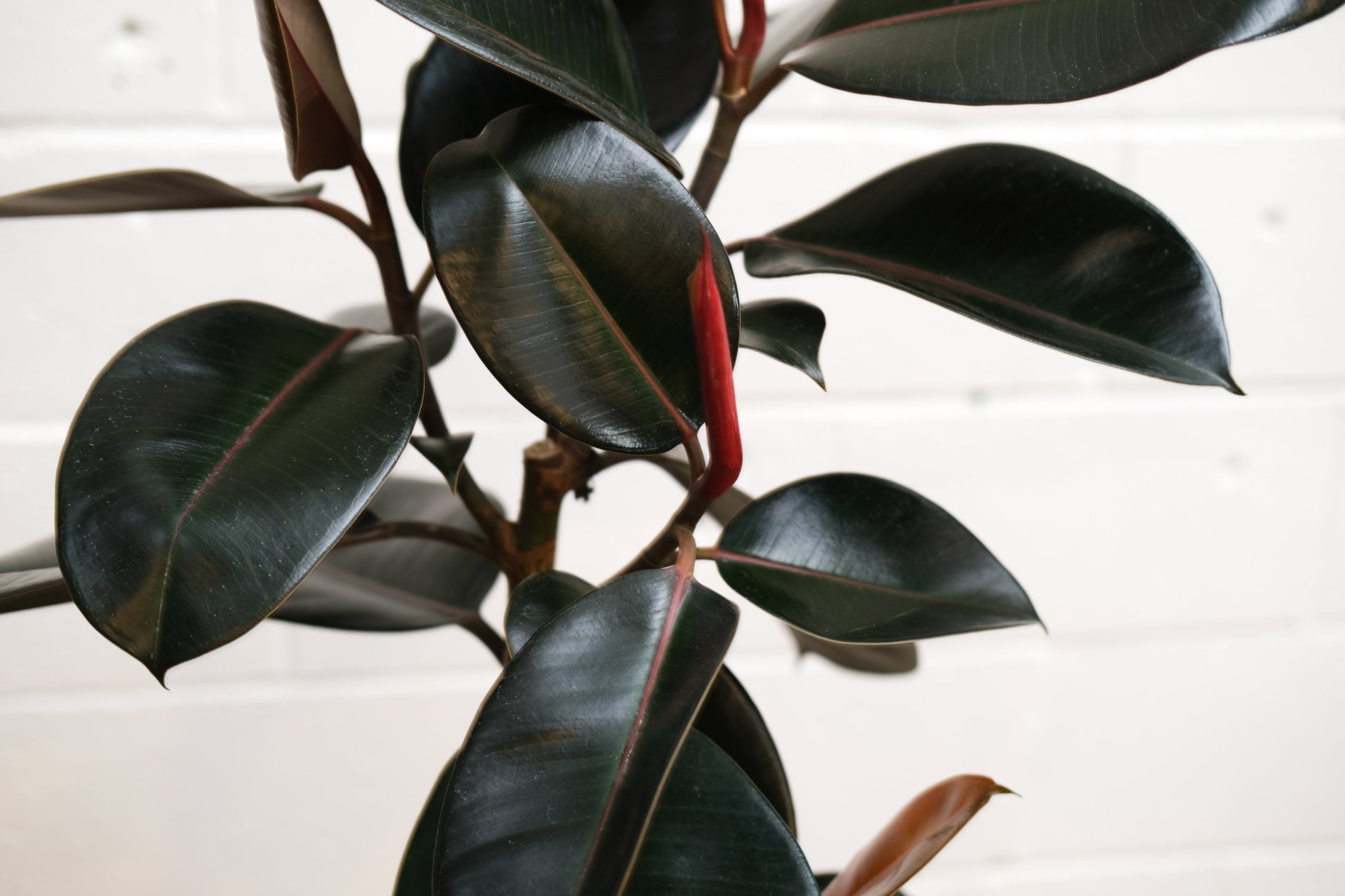 Rubber Plant Tree (Ficus elastica) in a 10 inch pot. Indoor plant for sale by Promise Supply for delivery and pickup in Toronto