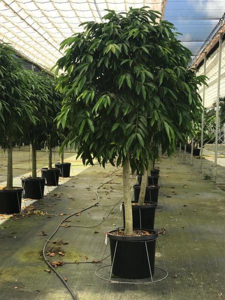 Amstel King Fig Tree: Ficus maclellandii - 17 inch pot - 7+ foot tall