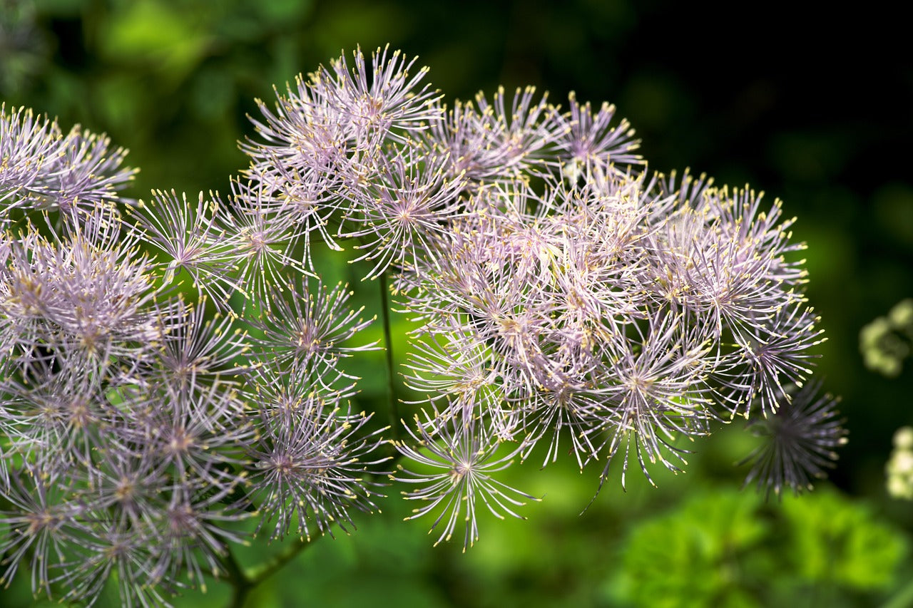 Meadow Rue: Thalictrum ichangense 'Evening Star' - 1GAL Pot