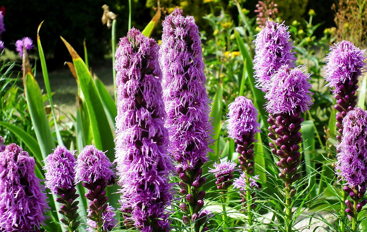 Dense Blazing Star: Liatris spicata - 2GAL Pot