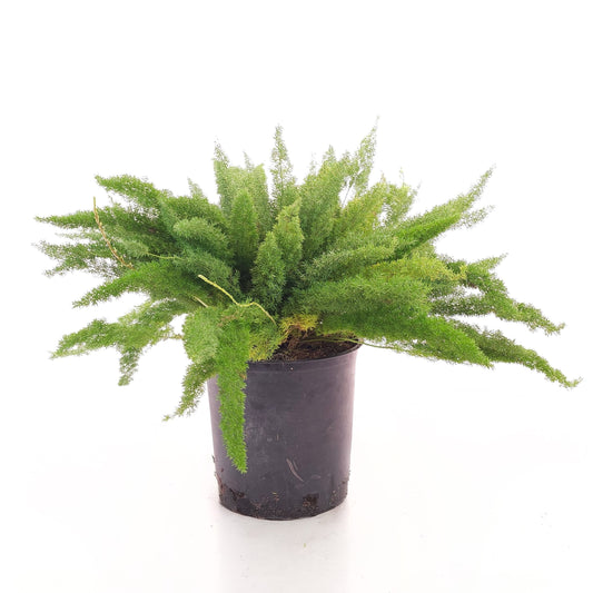 Foxtail Fern: Asparagus densiflorus - 14 inch pot