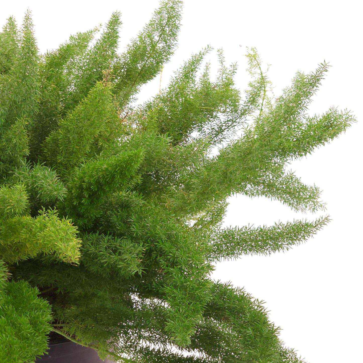 Foxtail Fern: Asparagus densiflorus - 14 inch pot