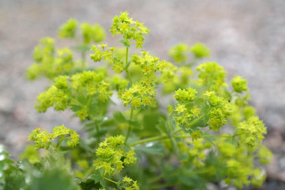 Lady's Mantle: Alchemilla mollis - 1GAL Pot
