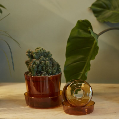 Glass Pot with Drainage and Tray | 6 inch Diameter