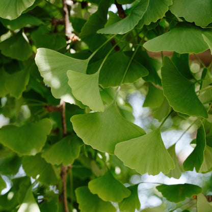 Maidenhair Tree: Ginkgo biloba