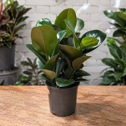 Green Rubber Bush: Ficus elastica - 8 inch pot - 2-2.5 foot tall