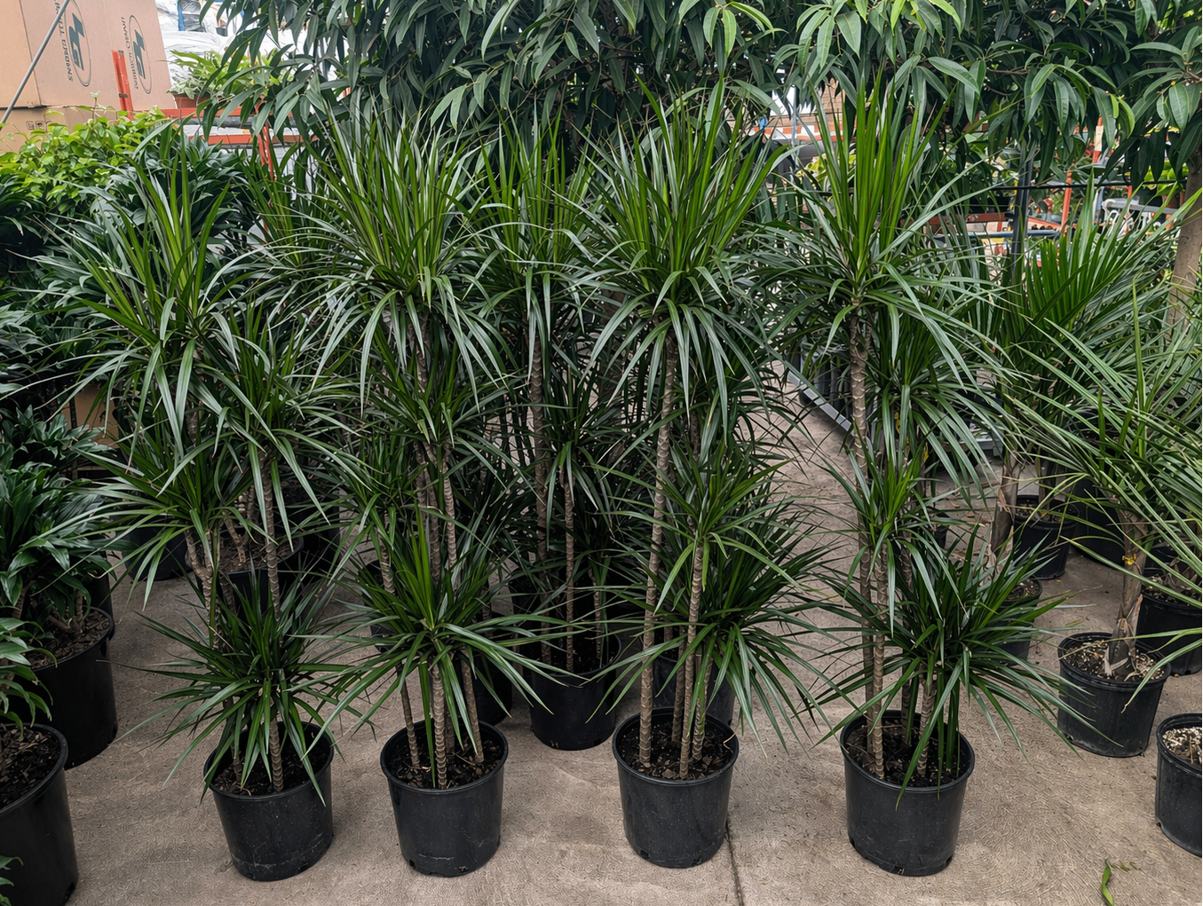 dracaena cutback Cutback Staggered Dragon Tree - 10" Pot