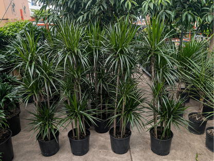 Cutback Staggered Dragon Tree: Dracaena marginata - 10 inch pot - 5 foot tall