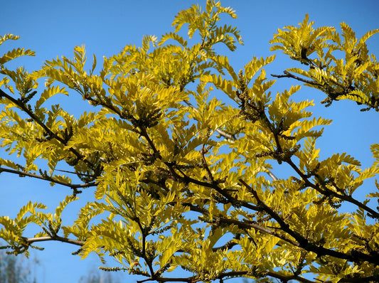 Wild Honey Locust: Gleditsia triacanthos - 15GAL Pot 250cm Tall
