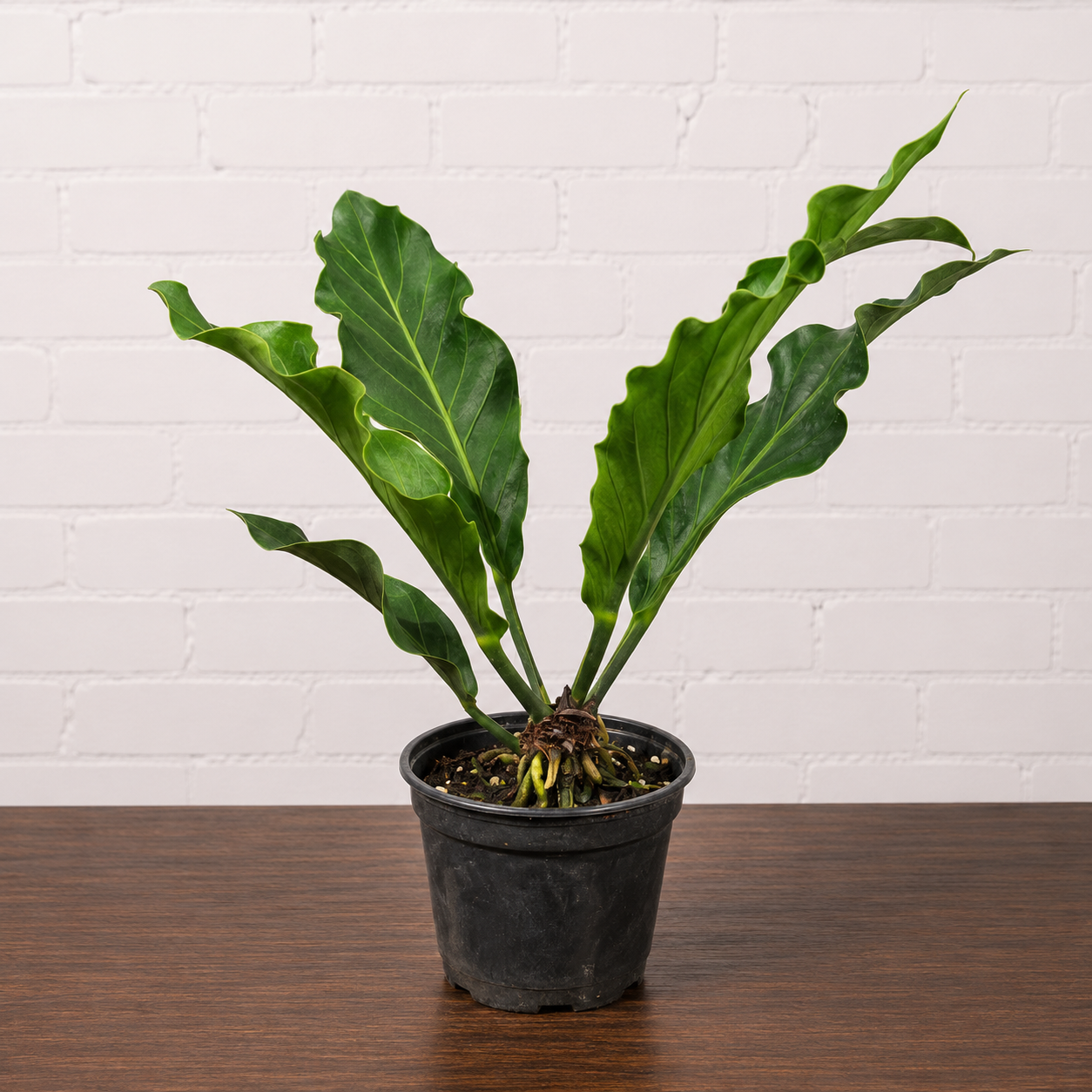 Birds Nest Laceleaf: Anthurium hookeri - 6 inch pot