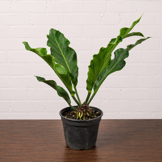 Birds Nest Laceleaf: Anthurium hookeri - 6 inch pot