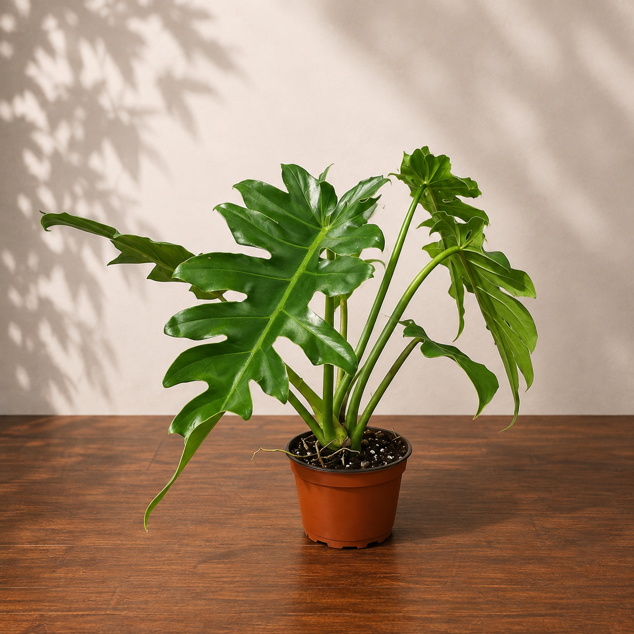 Selloum: Philodendron bipinnatifidum - 6 inch pot