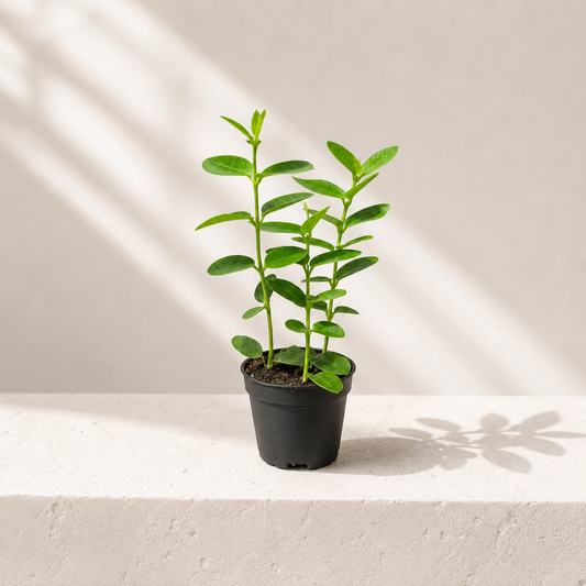 Small Leaf Wax Plant: Hoya cumingiana - 2.5 inch pot