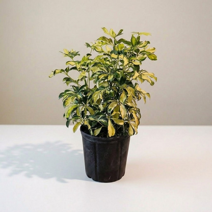 Dwarf Variegated Umbrella Bush: Schefflera arboricola 'Capella' - 10 inch pot - 2 foot tall — indoor plant for sale by Promise Supply for delivery and pickup in Toronto.
