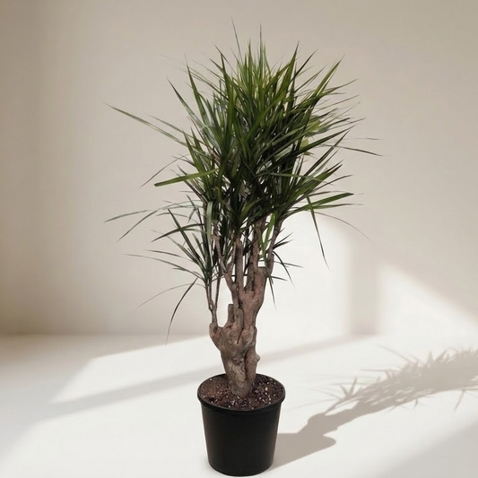Dragon Tree Stump: Dracaena marginata - 10 inch pot - 4 foot tall