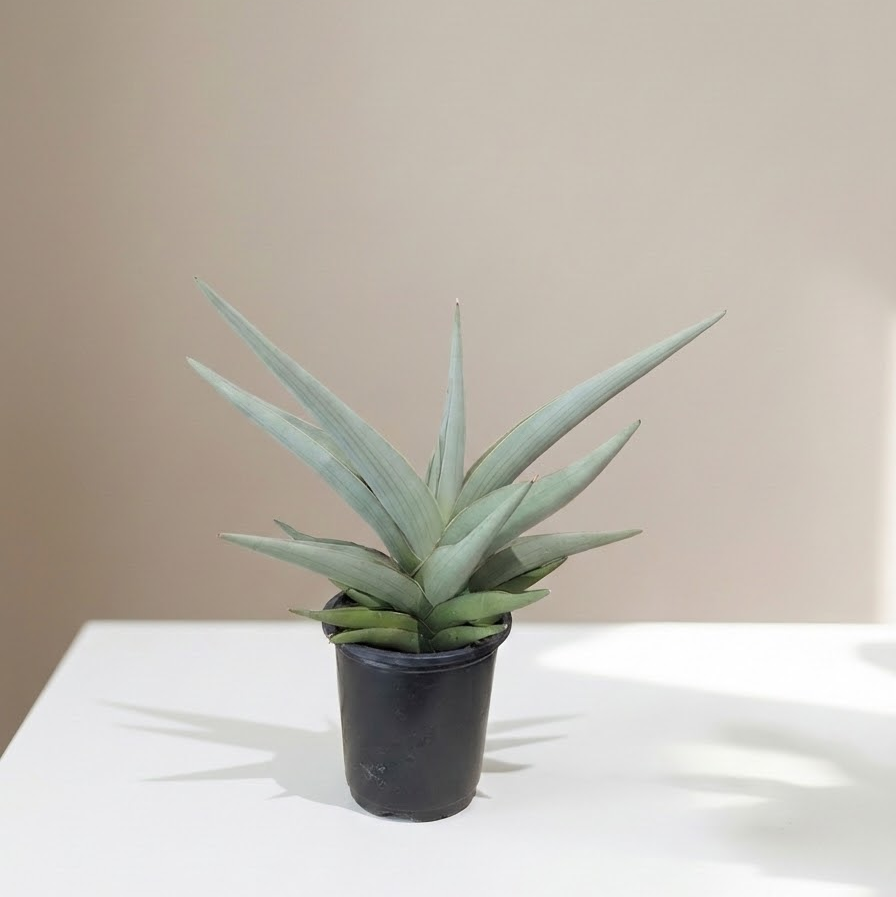 Chanin Snake Plant: Sansevieria - 4 inch pot