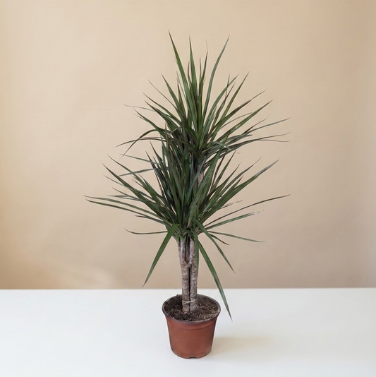 Column Dragon Tree: Dracaena marginata - 6 inch pot
