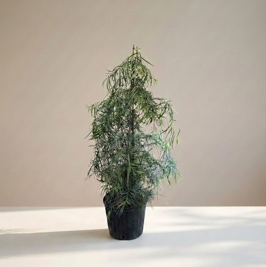 African Fern Pine: Podocarpus gracilior - 3.5-4 foot tall - 10 Inch Pot
