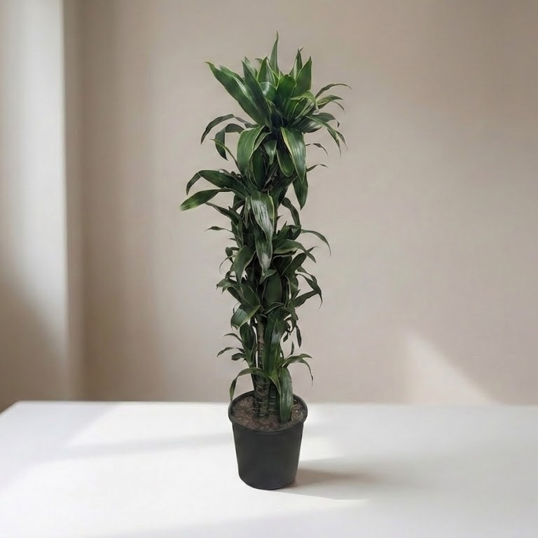 Art Cane: Dracaena fragrans - 12 inch pot - 5-5.5 foot tall
