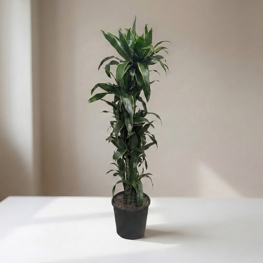 Art Cane: Dracaena fragrans - 12 inch pot - 5-5.5 foot tall