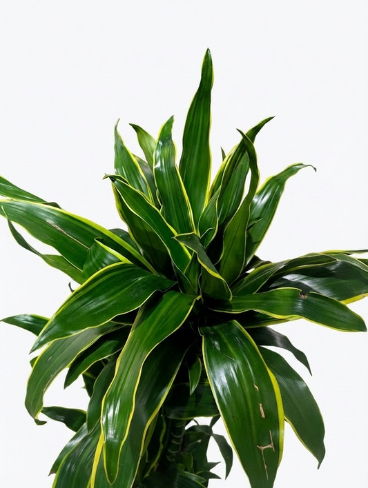 Art Cane: Dracaena fragrans - 12 inch pot - 5-5.5 foot tall