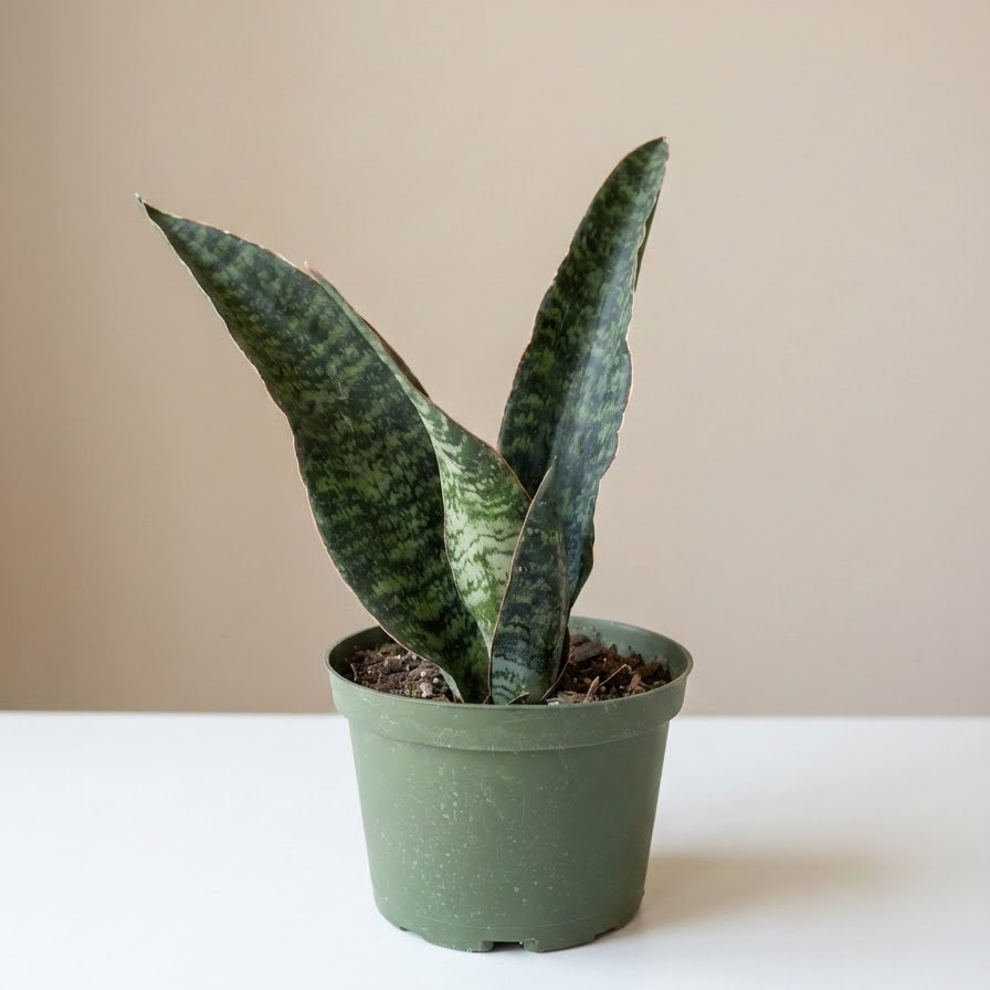 Wide-Leaf Snake Plant: Sansevieria trifasciata 'Jaboa' - 6 inch pot — indoor plant — indoor plant for sale by Promise Supply for delivery and pickup in Toronto.