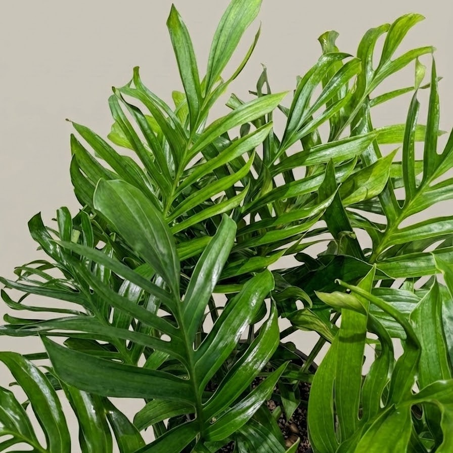 Siam: Monstera pinnatipartita - 14 inch Pot
