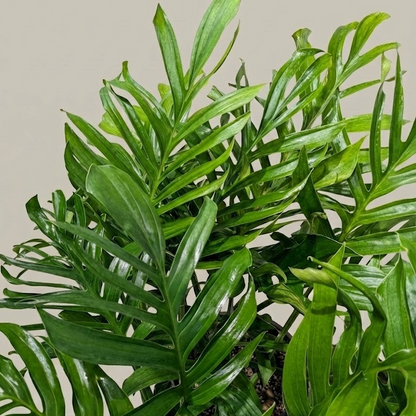 Siam: Monstera pinnatipartita - 14 inch Pot