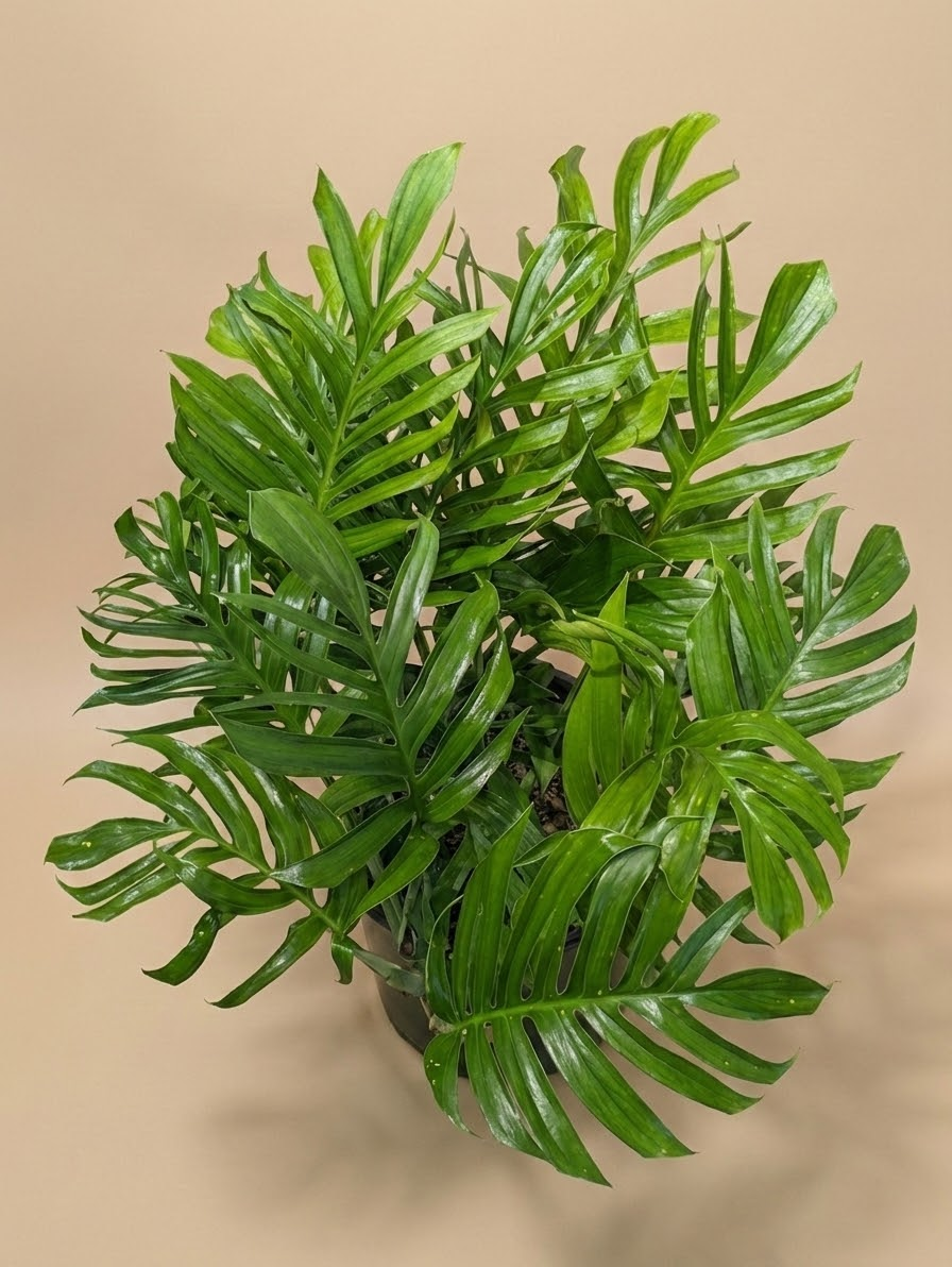 Siam: Monstera pinnatipartita - 14 inch Pot