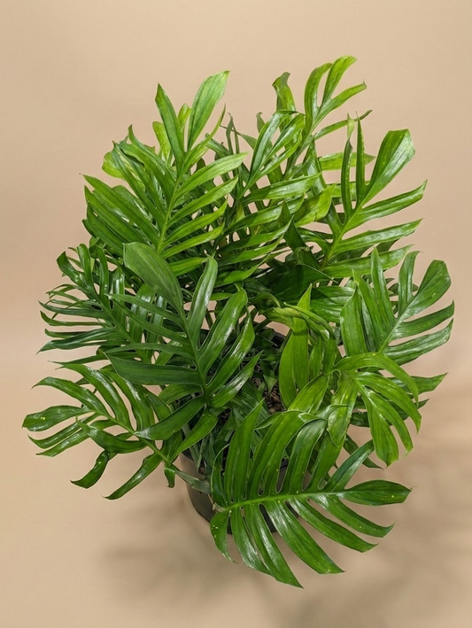 Siam: Monstera pinnatipartita - 14 inch Pot