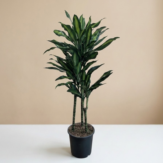 Cintho Staggered Cane: Dracaena fragrans - 8 inch pot - 3-3.5 foot tall