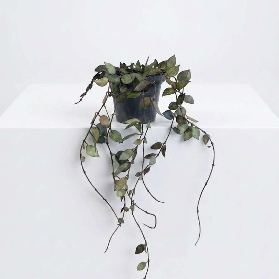 Heart Leaf Wax Plant: Hoya krohniana - 5 inch pot
