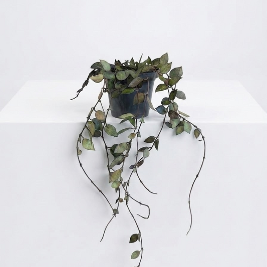 Heart Leaf Wax Plant: Hoya krohniana - 5 inch pot