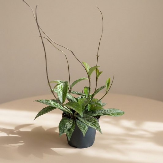 Splash Wax Plant: Hoya pubicalyx - 5 inch pot