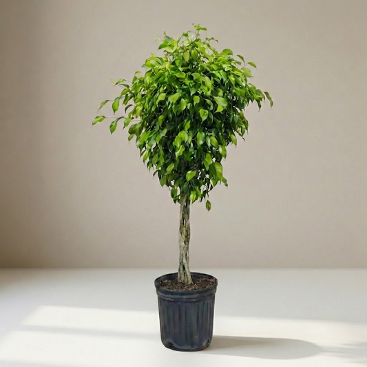 Braided Weeping Fig Tree: Ficus benjamina - 12 inch pot - 4-4.5 foot tall