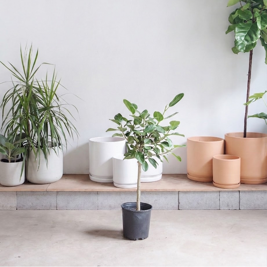 Ficus Audrey Tree: Ficus benghalensis - 10 inch pot - 3-5.5 foot tall — indoor plant for sale by Promise Supply for delivery and pickup in Toronto.