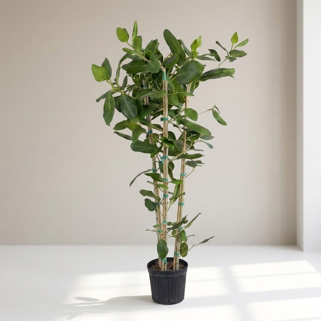 Ficus Audrey Multi-Column: Ficus benghalensis - 12 inch pot - 6 foot tall