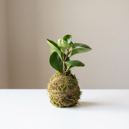 Baby Rubber Kokedama: Peperomia obtusifolia - 4 inch Moss Ball
