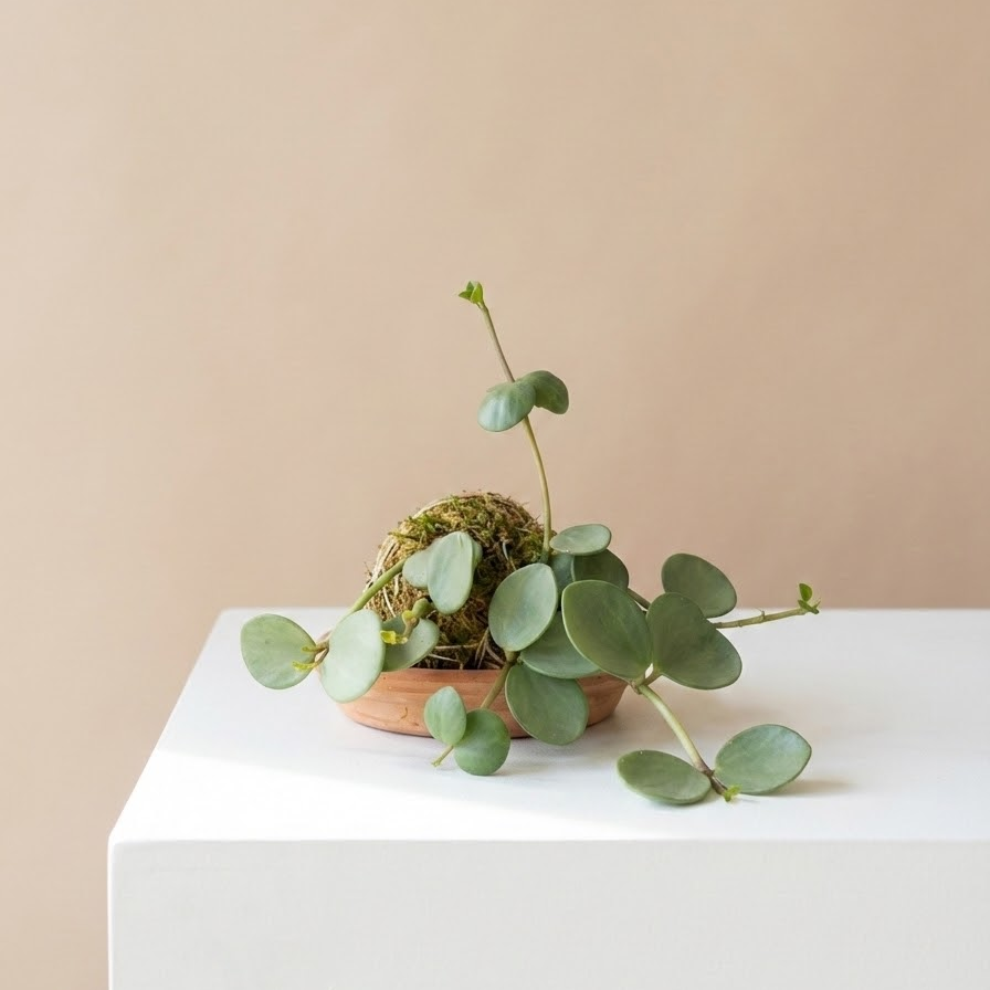 Peperomia Hope Kokedama: Peperomia perciliata - 4 inch Moss Ball