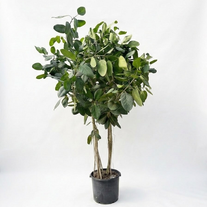Ficus Audrey: Ficus benghalensis - 21 inch pot - 8-10+ foot tall