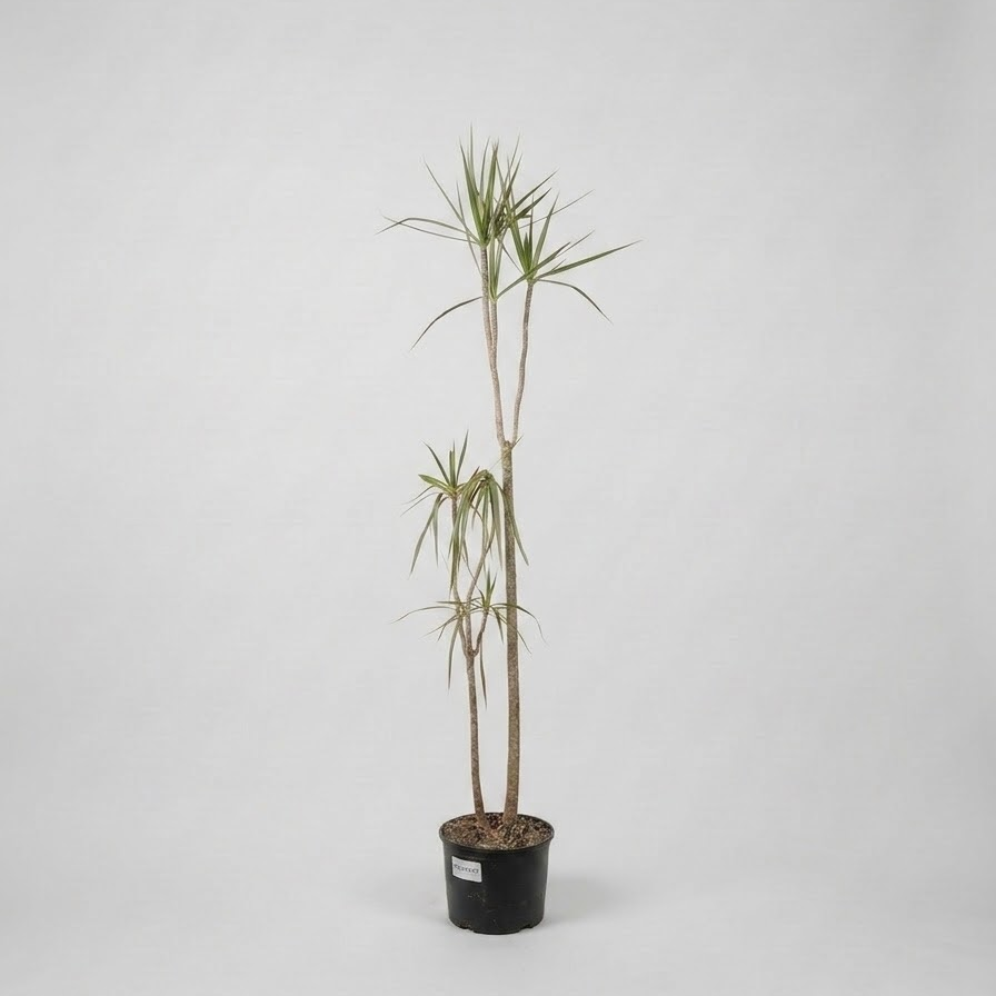 Bicolour Dragon Tree Specimens: Dracaena marginata