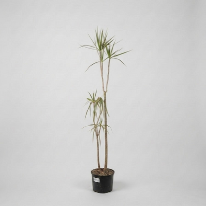 Bicolour Dragon Tree Specimens: Dracaena marginata