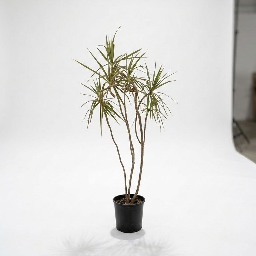 Bicolour Dragon Tree Specimens: Dracaena marginata