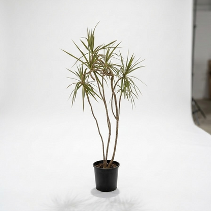Bicolour Dragon Tree Specimens: Dracaena marginata
