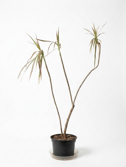 Bicolour Dragon Tree Specimens: Dracaena marginata